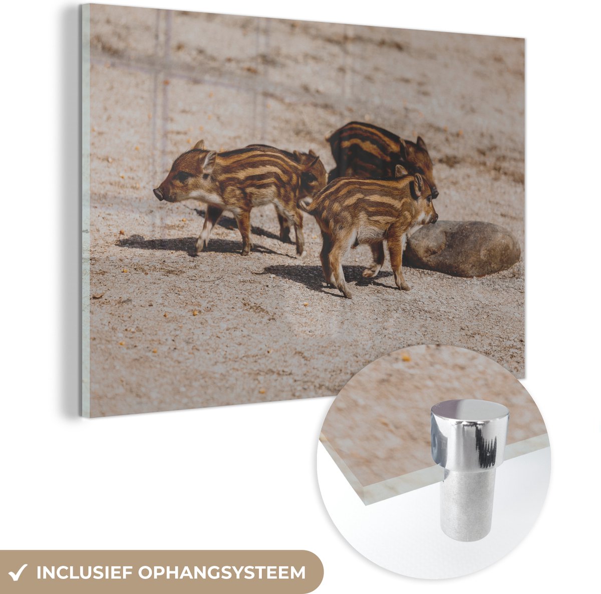 ® Glasschilderij 180x120 cm - Schilderij acrylglas - Baby - Zwijnen - Wild - Foto op glas - Muurdecoratie woonkamer - Wanddecoratie slaapkamer - Schilderijen