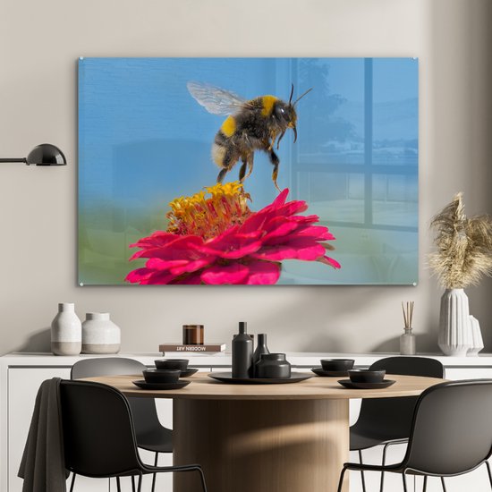 Bumblebee flottant au-dessus d'une plant Zinnia rose Plexiglas 120x80 cm - Tirage photo sur Glas (décoration murale plexiglas)