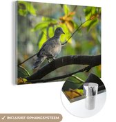 MuchoWow® Glasschilderij 120x90 cm - Schilderij acrylglas - Tortelduif - Boom - Vogel - Foto op glas - Schilderijen