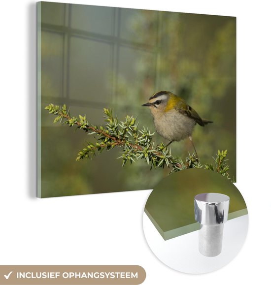 Glasschilderij - Een oplettende goudhaan in een Duits bos - Acrylglas Schilderijen - Foto op Glas