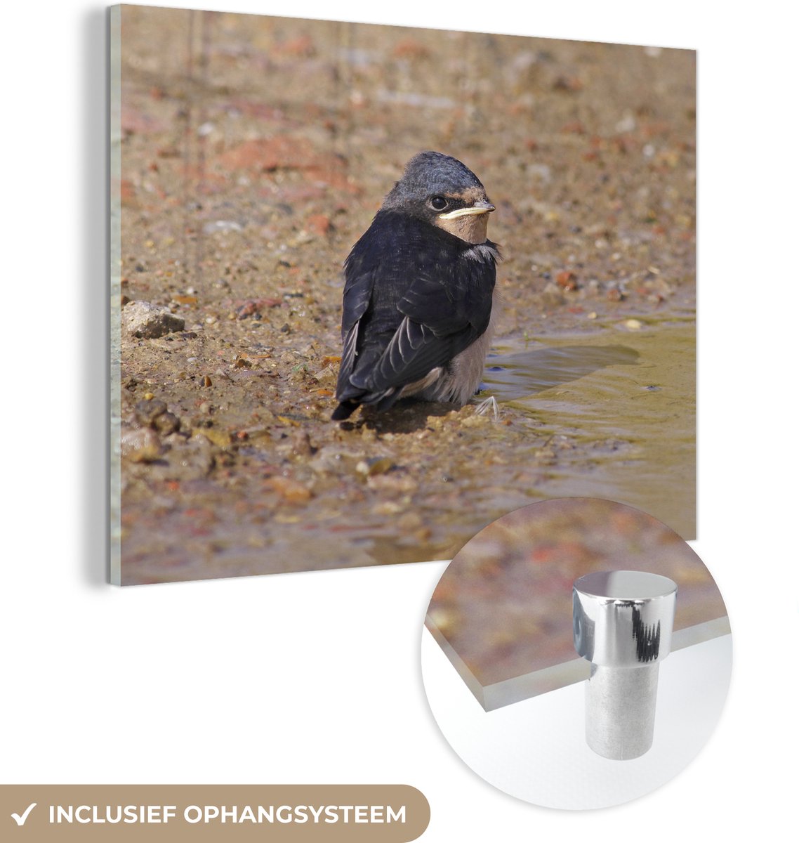 ® Glasschilderij 120x90 cm - Schilderij acrylglas - Zwaluw - Baby - Water - Foto op glas - Muurdecoratie woonkamer - Wanddecoratie slaapkamer - Schilderijen