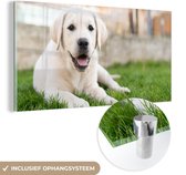 MuchoWow® Glasschilderij 160x80 cm - Schilderij acrylglas - Witte Labrador Retriever die in het gras ligt - Foto op glas - Schilderijen