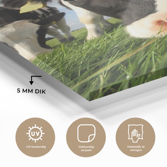 Gros plan d'une vache frisonne broutant Plexiglas 60x90 cm - Tirage photo sur Glas (décoration murale en plexiglas)