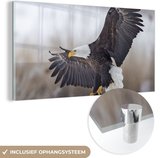 MuchoWow® Glasschilderij 80x40 cm - Schilderij acrylglas - Vogel - Zeearend - Vleugel - Foto op glas - Schilderijen