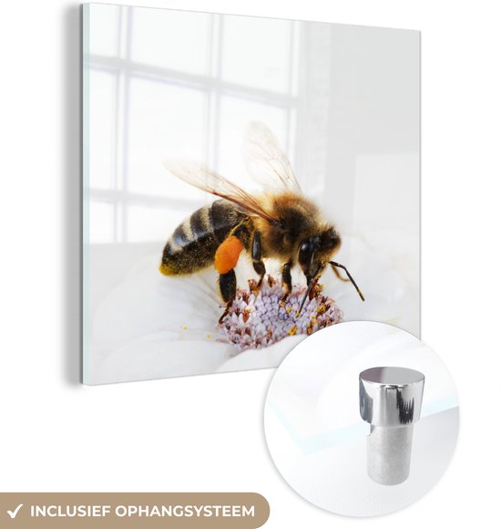Glasschilderij - Close-up honingbij op witte bloem - Acrylglas Schilderijen - Foto op Glas