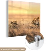 MuchoWow® Glasschilderij 90x90 cm - Schilderij acrylglas - Leeuwen - Gras - Lucht - Foto op glas - Schilderijen
