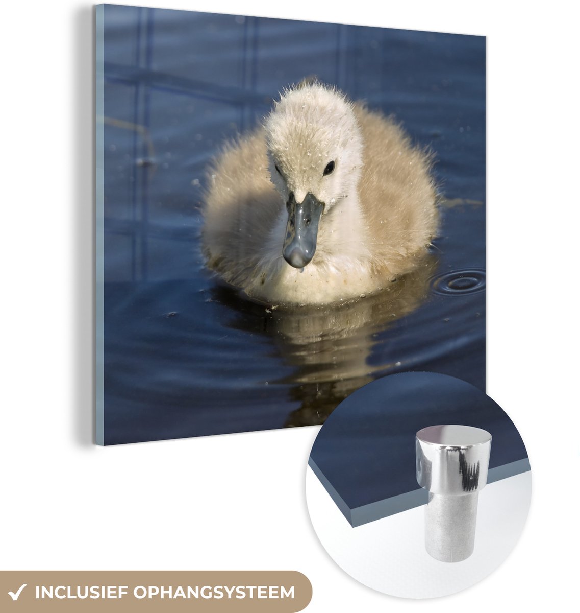 ® Glasschilderij 50x50 cm - Schilderij acrylglas - Baby - Zwaan - Kuiken - Foto op glas - Muurdecoratie woonkamer - Wanddecoratie slaapkamer - Schilderijen