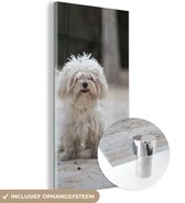 MuchoWow® Glasschilderij - Een Maltezer hond wordt uitgelaten - 80x160 cm - Acrylglas Schilderijen - Foto op Glas