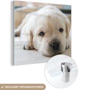 MuchoWow® Glasschilderij 20x20 cm - Schilderij acrylglas - Een close-up van een vermoeide Labrador puppy - Foto op glas - Schilderijen