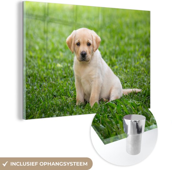 MuchoWow® Glasschilderij 60x40 cm - Schilderij acrylglas - Puppy zit in het gras - Foto op glas - Schilderijen