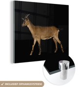 MuchoWow® Glasschilderij 90x90 cm - Schilderij acrylglas - Bruine geit op zwarte achtergrond - Foto op glas - Schilderijen