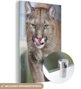 Walking cougar Glas 40x60 cm - Tirage photo sur Glas (décoration murale en plexiglas)