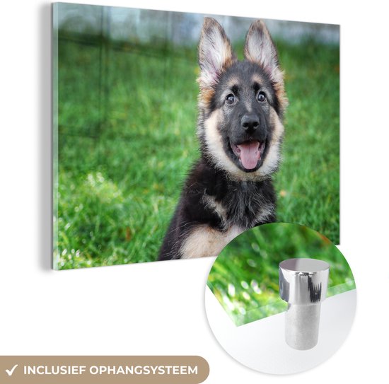 MuchoWow® Glasschilderij 30x20 cm - Schilderij acrylglas - Gelukkige Duitse herder pup - Foto op glas - Schilderijen