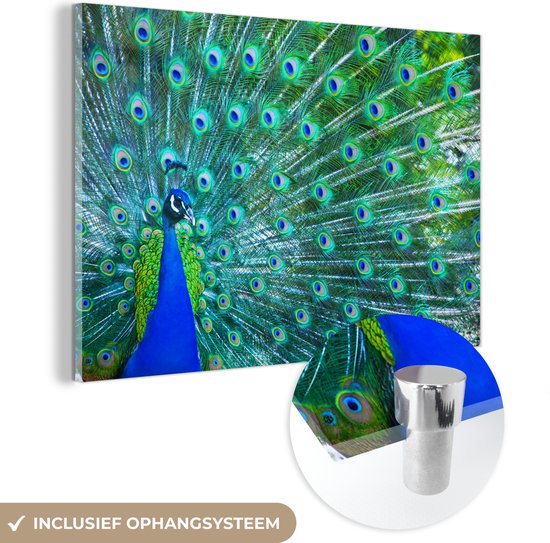 MuchoWow® Glasschilderij - Pauw - Blauw - Dieren - Acrylglas Schilderijen - Foto op Glas