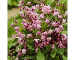 6x Elfenbloem - Epimedium youngianum ‘Roseum’ - Pot 9x9cm