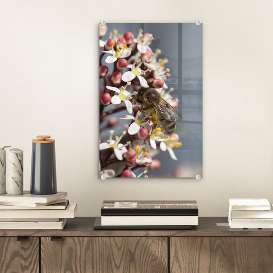 ® Glasschilderij 20x30 cm - Schilderij acrylglas - Honingbij op de skimmia bloem - Foto op glas - Muurdecoratie woonkamer - Wanddecoratie slaapkamer - Schilderijen
