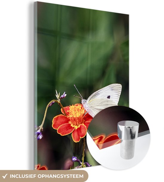 MuchoWow® Glasschilderij 60x80 cm - Schilderij acrylglas - Koolwitje vlinder op een goudsbloem - Foto op glas - Schilderijen