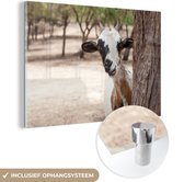 MuchoWow® Glasschilderij 180x120 cm - Schilderij acrylglas - Geit - Boom - Dieren - Foto op glas - Schilderijen