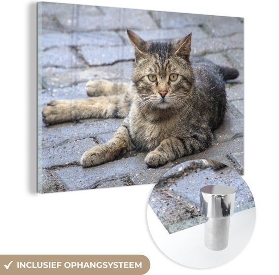 Chat couché sur le trottoir en Glas 90x60 cm - Tirage photo sur Glas (décoration murale en plexiglas)