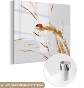 MuchoWow® Glasschilderij 20x20 cm - Schilderij acrylglas - Lieveheersbeestje op gras - Foto op glas - Schilderijen