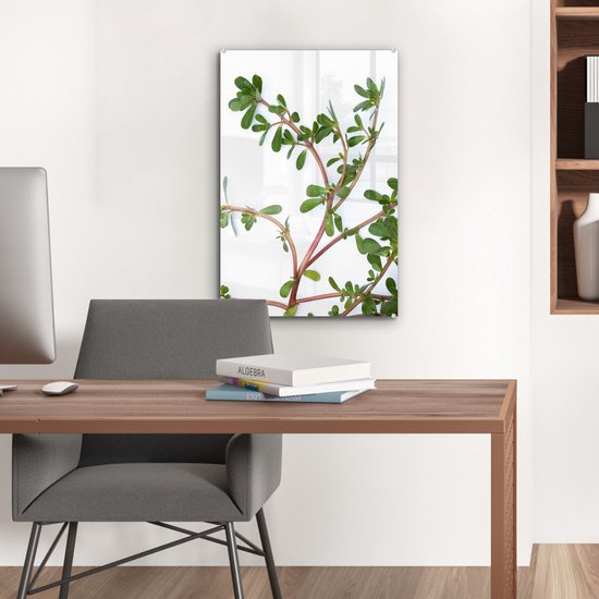 Pourpier sur fond blanc Plexiglas 40x60 cm - Tirage photo sur Glas (décoration murale en plexiglas)