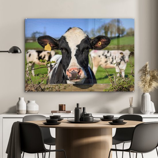 Une vache frisonne regardant par-dessus la clôture Plexiglas 120x80 cm - Tirage photo sur Glas (décoration murale en plexiglas)