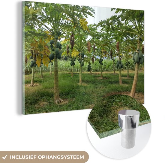 Les papayes mûrissent sur les arbres dans une plantation Plexiglas 60x40 cm - Tirage photo sur Glas (décoration murale en plexiglas)