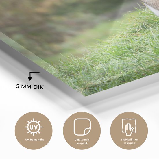 MuchoWow® Peinture sur verre 120x80 cm - Peinture sur verre acrylique - Singe - Jeune - Herbe - Photo sur verre - Peintures