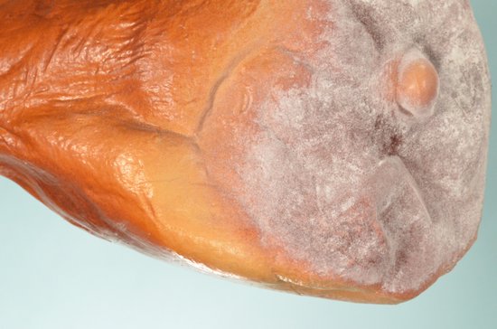 Close-up van bruin gedroogd hammetje met grijze schimmel.