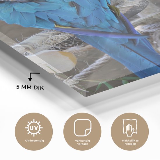 Deux aras en Glas 80x120 cm - Tirage photo sur Glas (décoration murale en plexiglas)