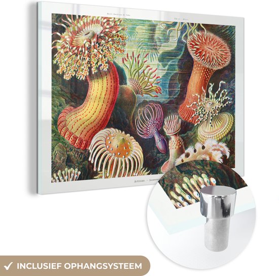 MuchoWow® Glasschilderij 150x100 cm - Schilderij acrylglas - Ernst Haeckel - Anemoon - Retro - Natuur - Planten - Zee - Foto op glas - Schilderijen