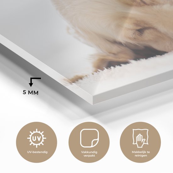 Peinture sur verre - Photo sur verre - Chat - Chien - Chat - Chaton - Couverture - Animaux - Décoration murale - 160x80 cm - Verre acrylique - Peinture animaux - Décoration murale - Peinture sur verre