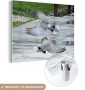 MuchoWow® Glasschilderij 80x60 cm - Schilderij acrylglas - Tortelduif - Vleugels - Dieren - Foto op glas - Schilderijen