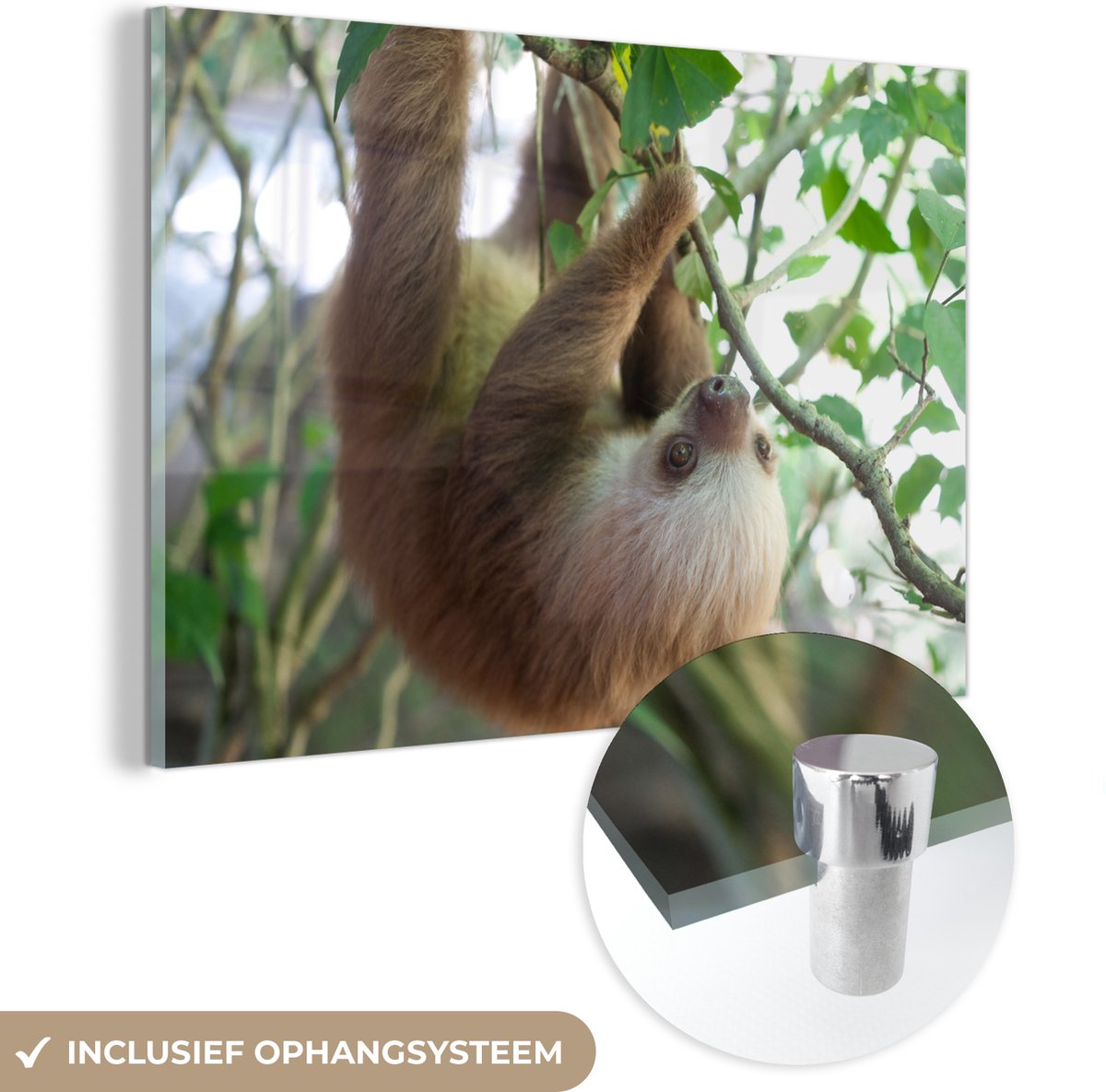 ® Glasschilderij 30x20 cm - Schilderij acrylglas - Baby luiaard - Foto op glas - Muurdecoratie woonkamer - Wanddecoratie slaapkamer - Schilderijen