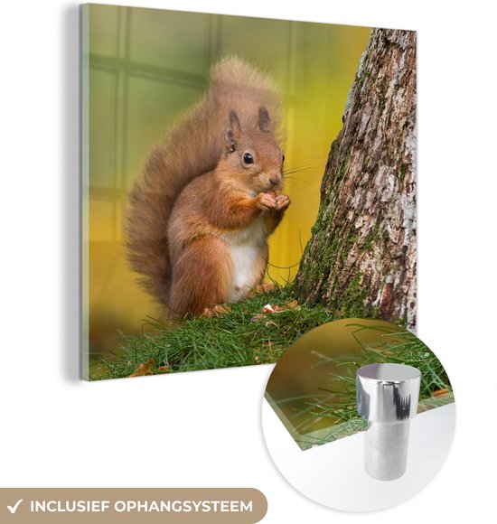MuchoWow® Glasschilderij 90x90 cm - Schilderij acrylglas - Rode eekhoorn naast de boom - Foto op glas - Schilderijen