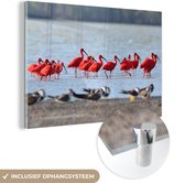 Colonie d'ibis rouges dans la rivière Plexiglas 30x20 cm - petit - Tirage photo sur Glas (décoration murale en plexiglas)