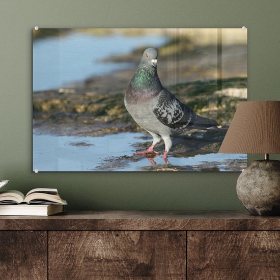 Pigeon rocheux dans l'eau Plexiglas 60x40 cm - Tirage photo sur Glas (décoration murale en plexiglas)