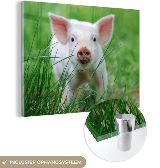 MuchoWow® Glasschilderij 40x30 cm - Schilderij acrylglas - Varken - Dieren - Big - Foto op glas - Schilderijen