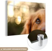 Le scintillement dans l'œil du Golden Retriever Plexiglass 30x20 cm - petit - Tirage photo sur Glas (décoration murale en plexiglas)