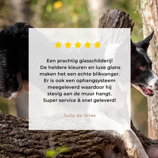 Un Border Collie noir et blanc sautant par-dessus une malle Plexiglas 160x120 cm - Tirage photo sur Glas (décoration murale plexiglas) XXL / Groot format!