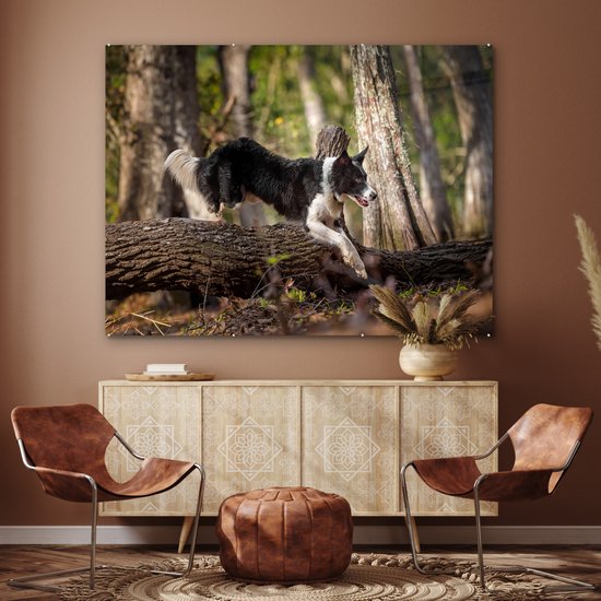 Un Border Collie noir et blanc sautant par-dessus une malle Plexiglas 160x120 cm - Tirage photo sur Glas (décoration murale plexiglas) XXL / Groot format!