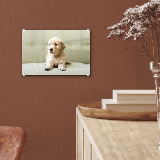 Chiot Golden Retriever allongé sur le canapé Plexiglas 30x20 cm - petit - Tirage photo sur Glas (décoration murale en plexiglas)