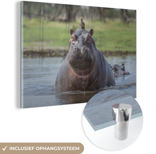 MuchoWow® Glasschilderij 120x80 cm - Schilderij acrylglas - Nijlpaard - Vogel - Water - Foto op glas - Schilderijen