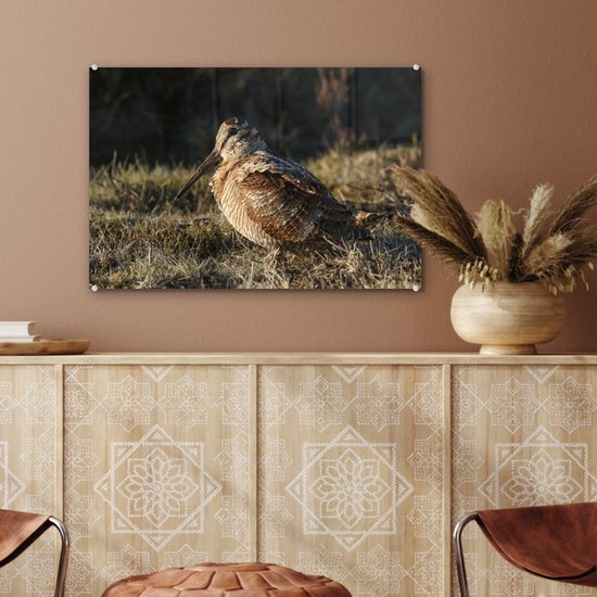 Belle bécasse dans un champ Plexiglas 60x40 cm - Tirage photo sur Glas (décoration murale plexiglas)