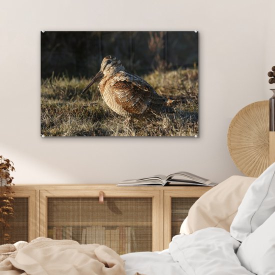 Belle bécasse dans un champ Plexiglas 60x40 cm - Tirage photo sur Glas (décoration murale plexiglas)