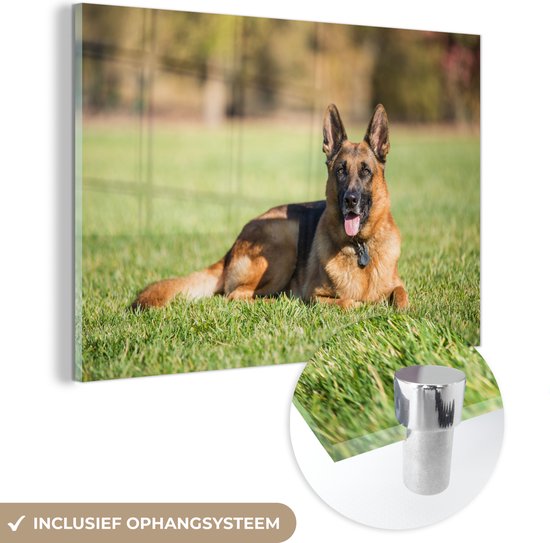 MuchoWow® Glasschilderij 90x60 cm - Schilderij acrylglas - Duitse herdershond ligt op het gras - Foto op glas - Schilderijen