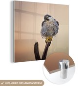 MuchoWow® Glasschilderij 20x20 cm - Schilderij acrylglas - Valk - Tak - Roofvogel - Foto op glas - Schilderijen