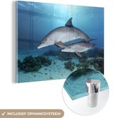 Peinture sur Verre - Dauphin - Veau - Mer - 150x100 cm - Peintures sur Verre Peintures - Photo sur Glas