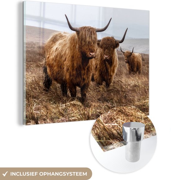 Glasschilderij - Schotse hooglander - Koeien - Park - Acrylaat Schilderijen - Foto op Glas