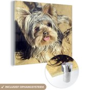 MuchoWow® Glasschilderij 20x20 cm - Schilderij acrylglas - Yorkshire Terrier op het strand - Foto op glas - Schilderijen